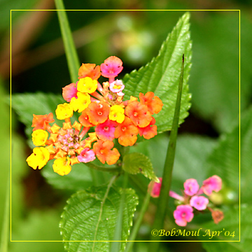 Lantana