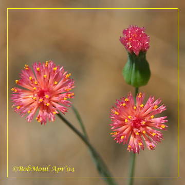 Tassel Flower