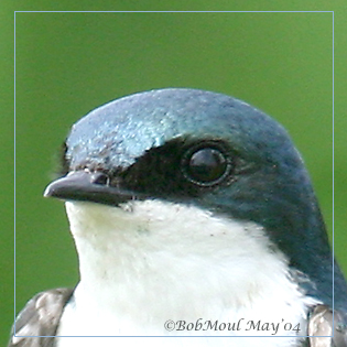 Tree Swallow