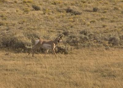 Pronghorn Antelope, Lamar Valley