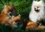 Pomeranian Threesome.jpg