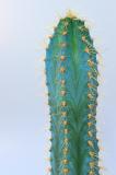 Tall Cactus 2.jpg
