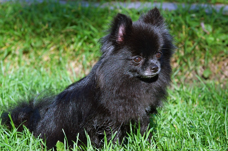 Black Pomeranian.jpg