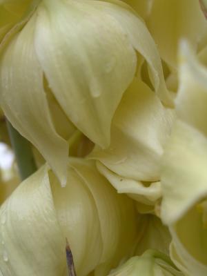 Yucca blooms