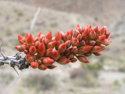 Ocotillo buds