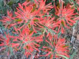 Indian Paintbrush