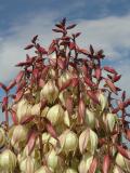 Yucca blooms