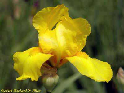 German Iris