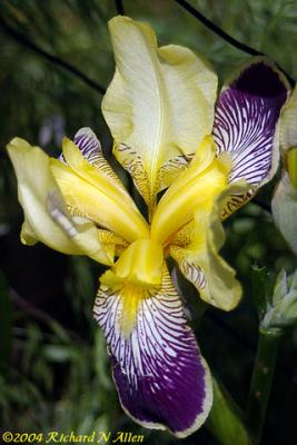 German Iris