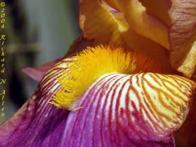 German Iris