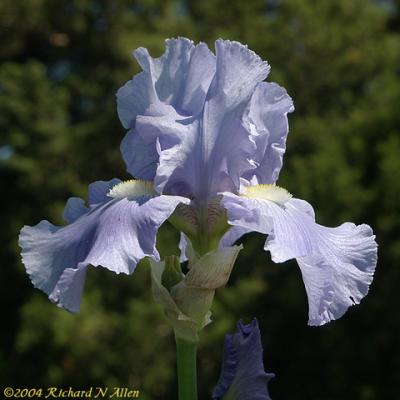 German Iris