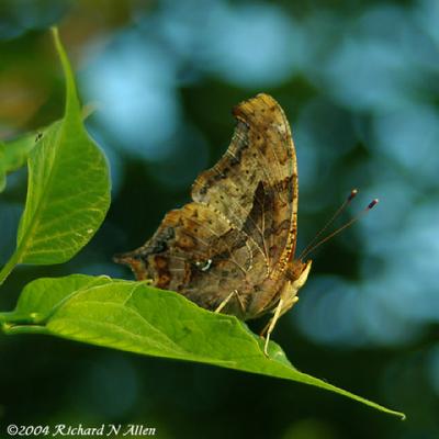 Question Mark Butterfly