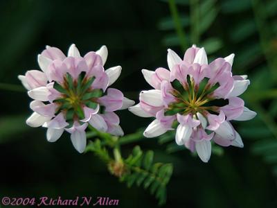 Crown Vetch