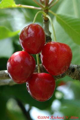 Sweet cherries