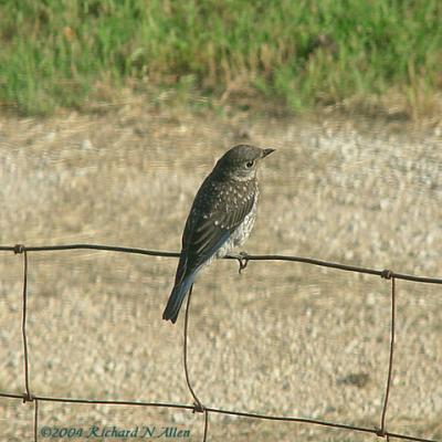 Eastern Bluebird (Juvenile)