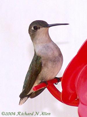 Female