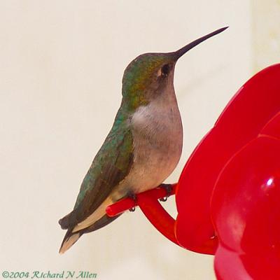 Female