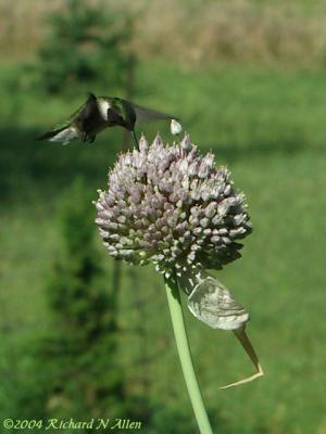 Male