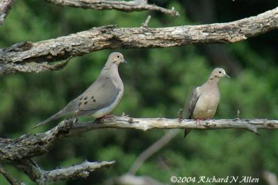 Mourning Doves