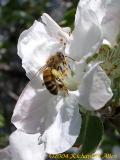 Honey Bee