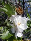 American Painted Lady Butterfly