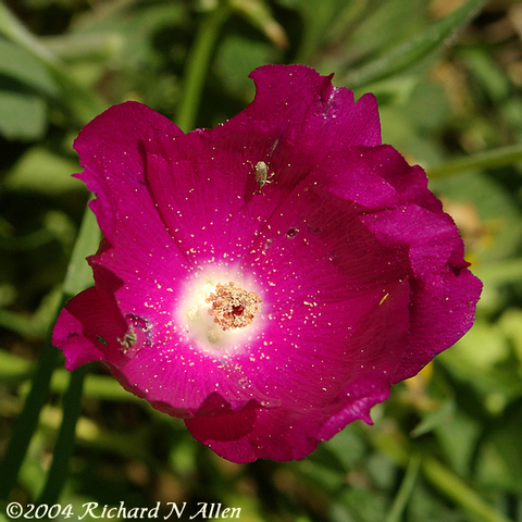 Purple Poppy Mallow or Wine Cup