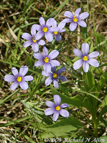 Blue-eyed Grass