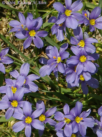Blue-eyed Grass