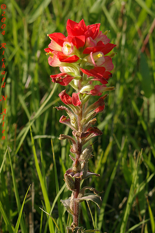 Indian Paintbrush