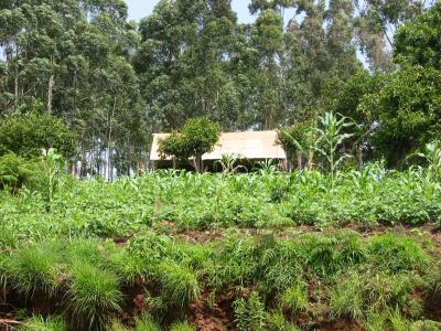 House and potato fields on road to Ndu
