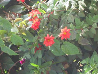u45/richardmartin/medium/29364390.red_flowers_near_Ndu_2.jpg