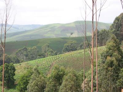 Fields on road from Ndu