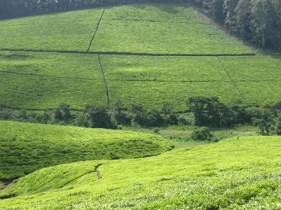 More tea plantation