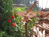 Red flowers on road to Ndu