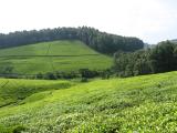 Ndu tea plantation