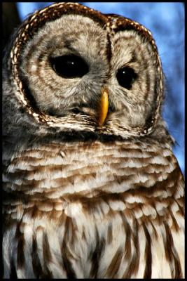 Barred Owl