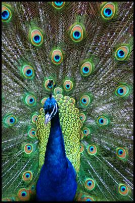 peacock