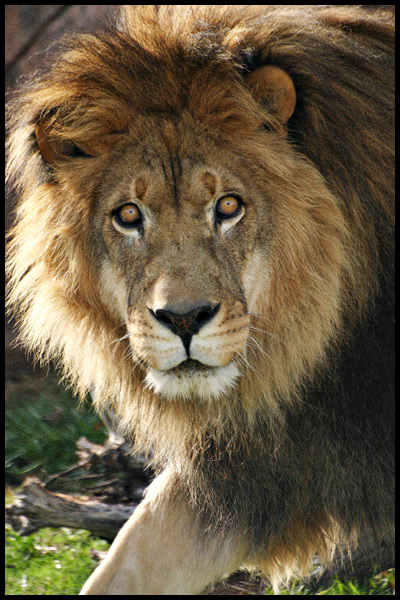 lion male