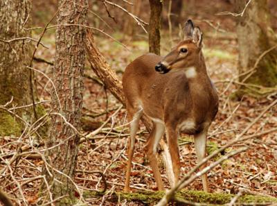 Camoflauge Doe DSC_3159.jpg