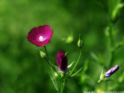 Wine-cup (purple poppy-mallow)