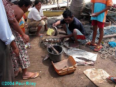 Fishing village on the north coast of Java - sharing out the catch