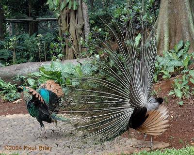 Peacock and hen