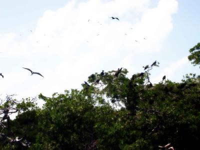 Bird-Island.Punta-Allen.