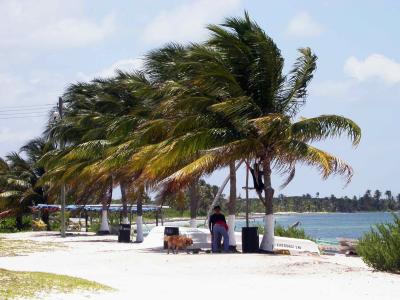 Punta Allen Coconut Pickin'