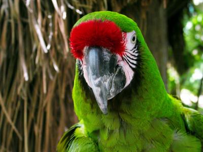 Xaman-Ha-Parrot.