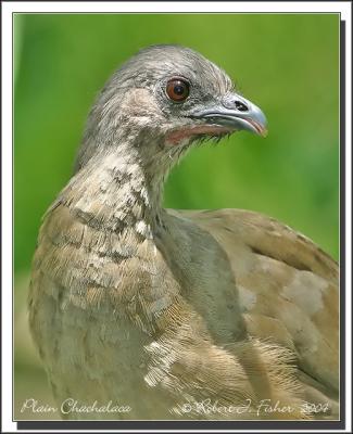 Plain Chachalaca