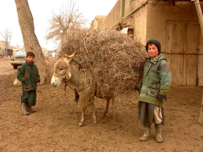 u45/rl/medium/39790269.Boyandhisdonkey.jpg