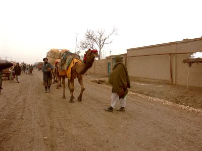 u45/rl/medium/39790271.Cameltakenproducetomarket.jpg