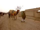 Camel taking produce to market