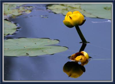 Nnuphar / Water-Lily